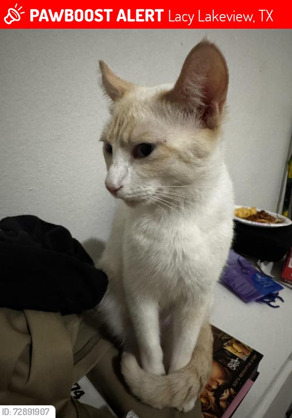 Lost Female Cat last seen  Atrium Facility, Lacy Lakeview, TX 76705