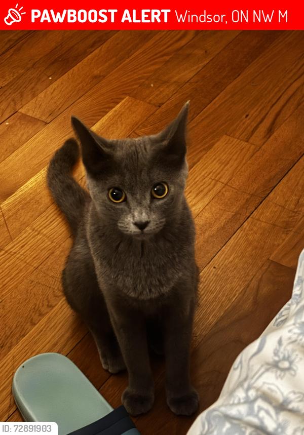 Lost Female Cat last seen Pillette, Windsor, ON N8W 5M9