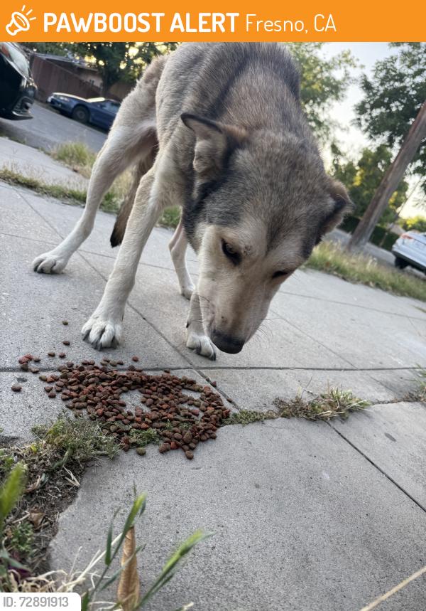 Found/Stray Female Dog last seen Near salvation Army thrift store, Fresno, CA 93702