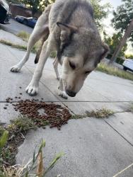 Found/Stray Female Dog last seen Near salvation Army thrift store, Fresno, CA 93702