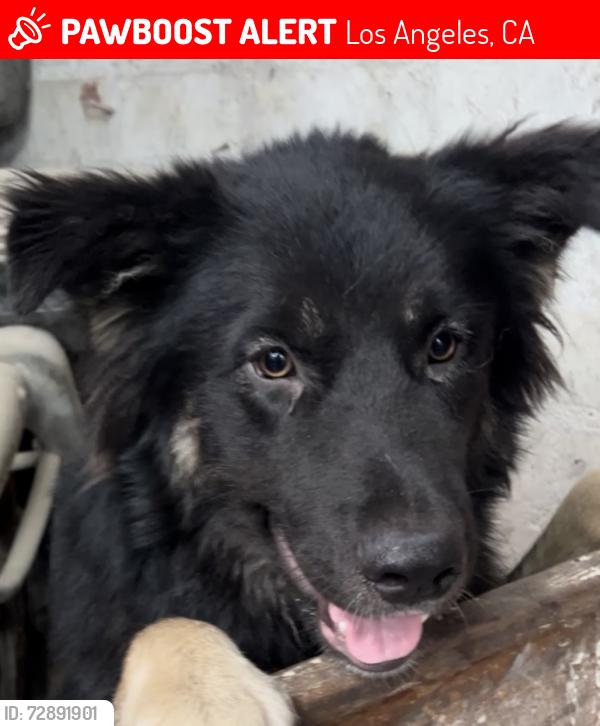Lost Male Dog last seen 66th & Vermont , Los Angeles, CA 90044
