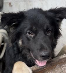 Lost Male Dog last seen 66th & Vermont , Los Angeles, CA 90044