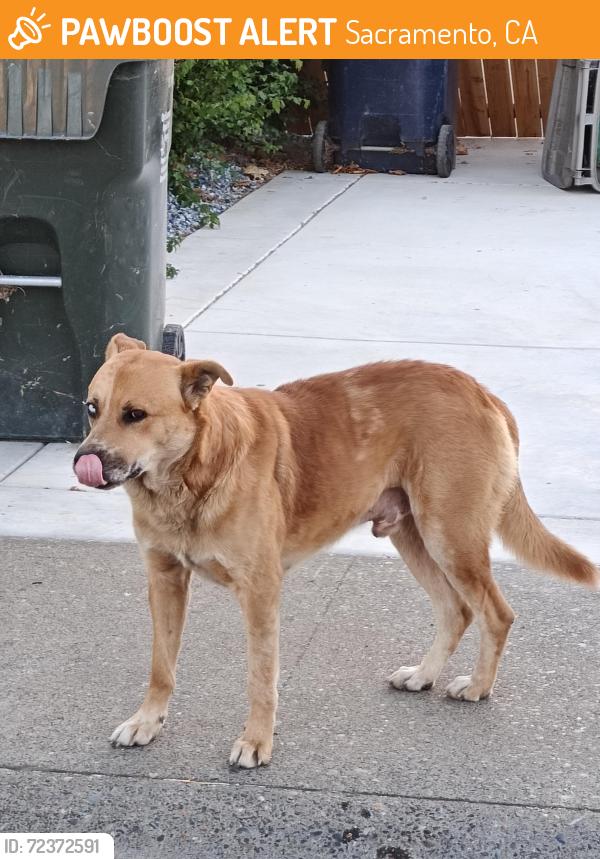 Found/Stray Male Dog last seen Dry Creek Rd and North ave, Sacramento, CA 95838