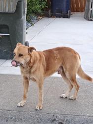 Found/Stray Male Dog last seen Dry Creek Rd and North ave, Sacramento, CA 95838