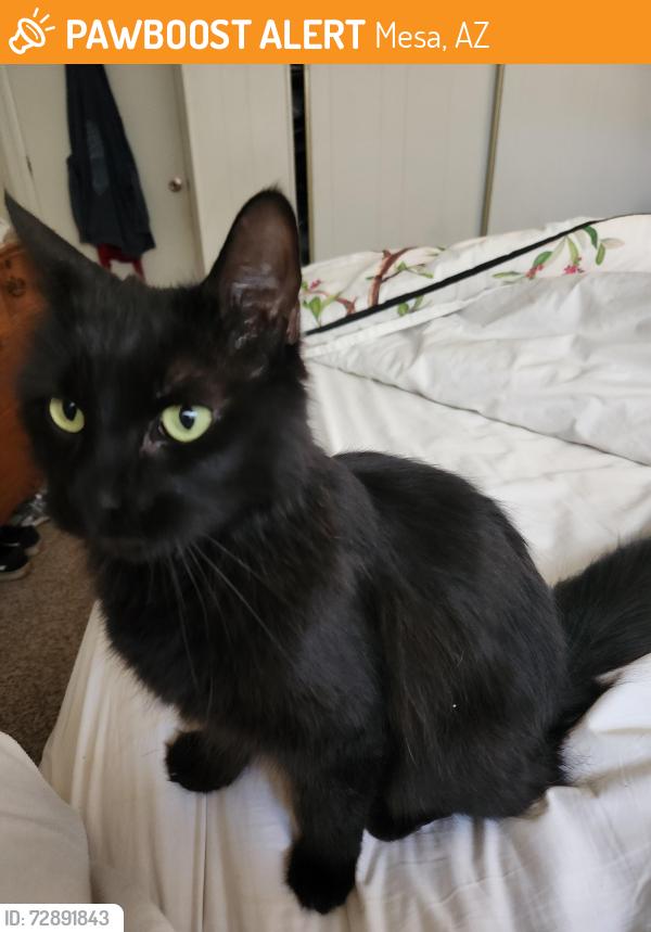 Found/Stray Female Cat last seen Cielo Grande Mobil Home Park 9501 E Broadway Rd, Mesa, AZ 85208