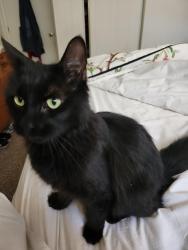 Found/Stray Female Cat last seen Cielo Grande Mobil Home Park 9501 E Broadway Rd, Mesa, AZ 85208