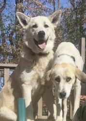 Lost Male Dog last seen Satellite blvd, Norcross, GA 30071