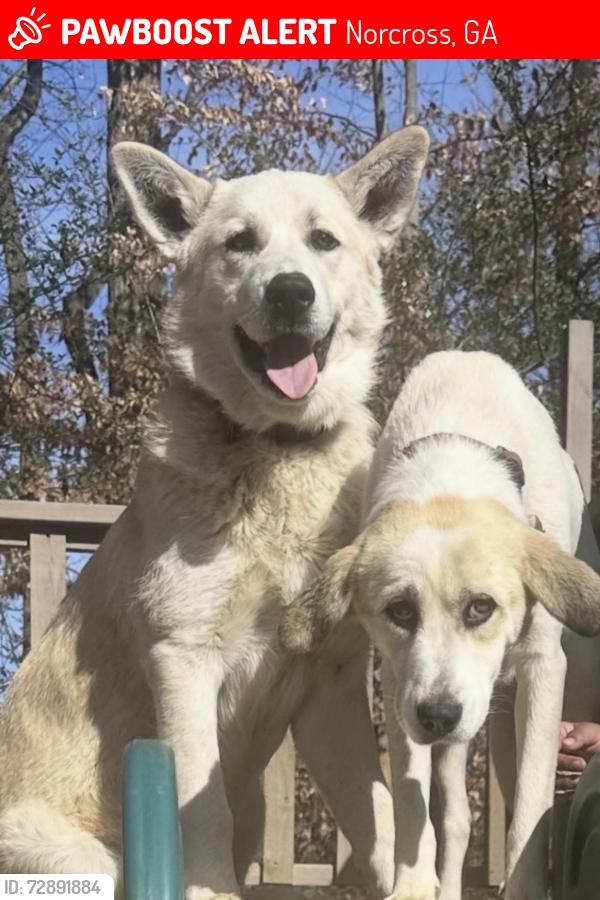 Lost Male Dog last seen Satellite blvd, Norcross, GA 30071