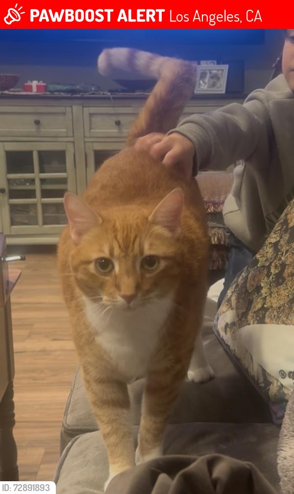 Lost Male Cat last seen Wilbur St and Crebs Ave, Los Angeles, CA 91326