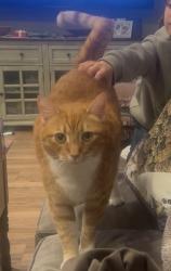 Lost Male Cat last seen Wilbur St and Crebs Ave, Los Angeles, CA 91326