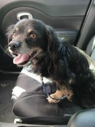 Found/Stray Unknown Dog last seen 67th Ave & Cactus Rd.  Glendale, AZ  85304, Glendale, AZ 85345