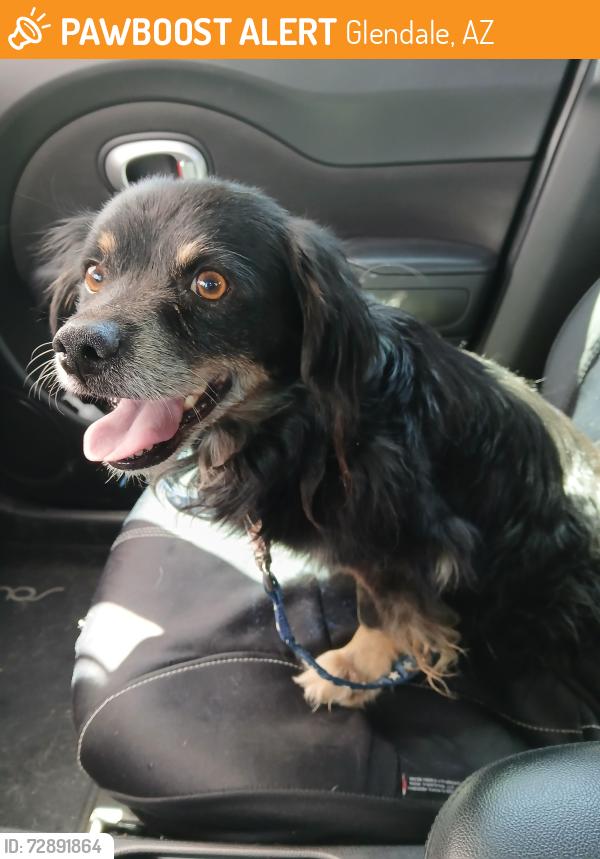 Found/Stray Unknown Dog last seen 67th Ave & Cactus Rd.  Glendale, AZ  85304, Glendale, AZ 85345