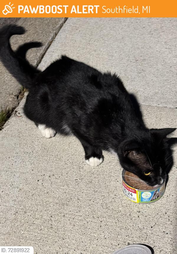 Found/Stray Unknown Cat last seen The alcove Southfield , Southfield, MI 48076