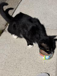 Found/Stray Unknown Cat last seen The alcove Southfield , Southfield, MI 48076