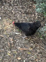 Found/Stray Female Bird last seen Antelope and auburn, Citrus Heights, CA 95621