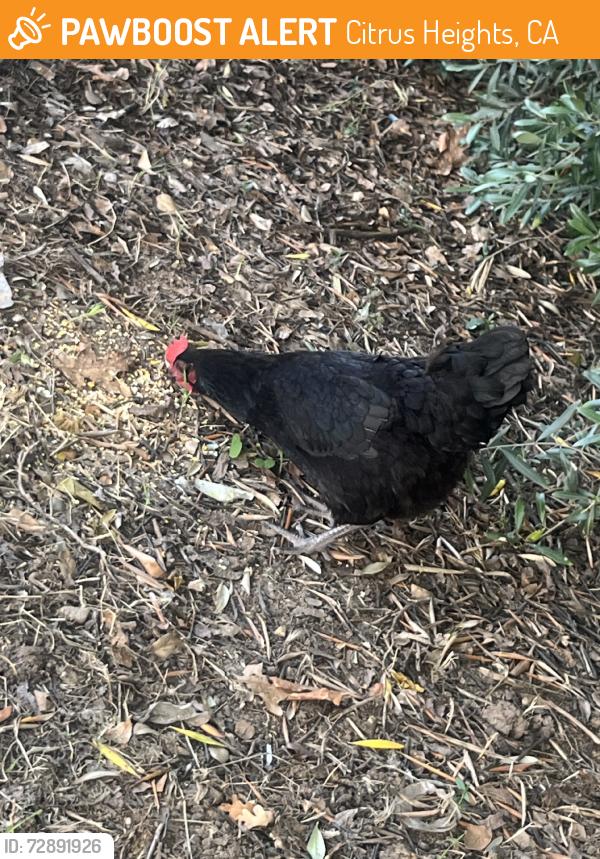 Found/Stray Female Bird last seen Antelope and auburn, Citrus Heights, CA 95621