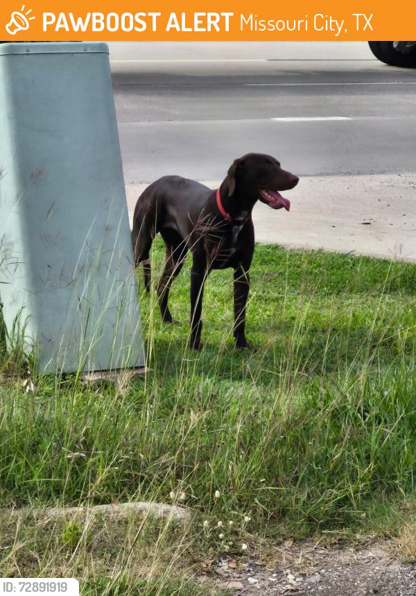 Found/Stray Female Dog last seen By holy family church, Missouri City, TX 77489
