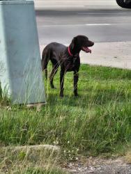 Found/Stray Female Dog last seen By holy family church, Missouri City, TX 77489