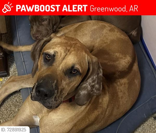 Lost Male Dog last seen Asa Craig and White Oak Mt, Greenwood, AR 72936