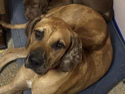 Lost Male Dog last seen Asa Craig and White Oak Mt, Greenwood, AR 72936