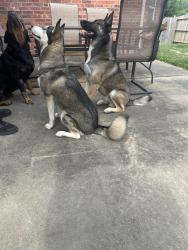 Reunited Male Dog last seen Eagle lake, Spring, TX 77379