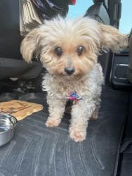 Found/Stray Unknown Dog last seen Gulfstream LN, Norco, CA 92860