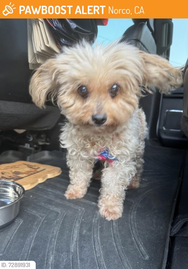 Found/Stray Unknown Dog last seen Gulfstream LN, Norco, CA 92860
