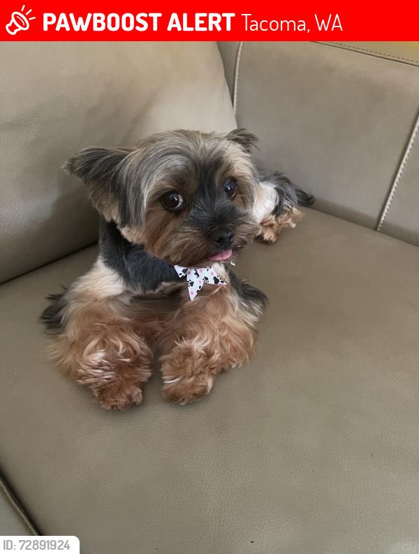Lost Female Dog last seen Shalishan , Tacoma, WA 98404
