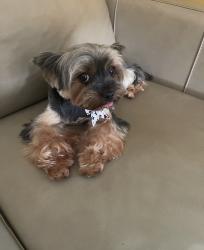 Lost Female Dog last seen Shalishan , Tacoma, WA 98404