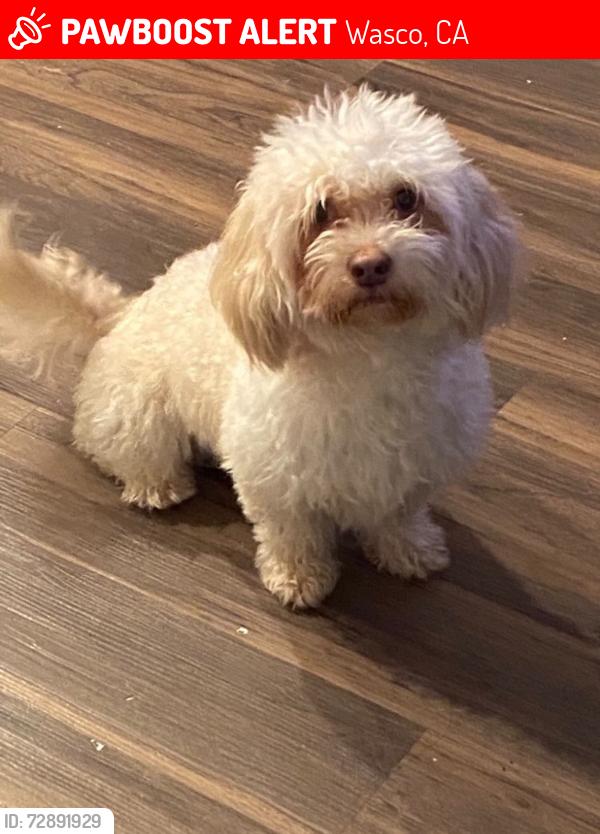 Lost Male Dog last seen Daisy street, Wasco, CA 93280