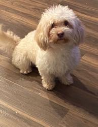 Lost Male Dog last seen Daisy street, Wasco, CA 93280