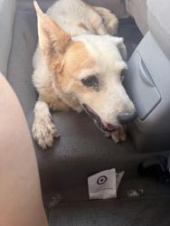 Found/Stray Female Dog last seen Northbound on Price Rd (approaching University), Tempe, AZ 85288