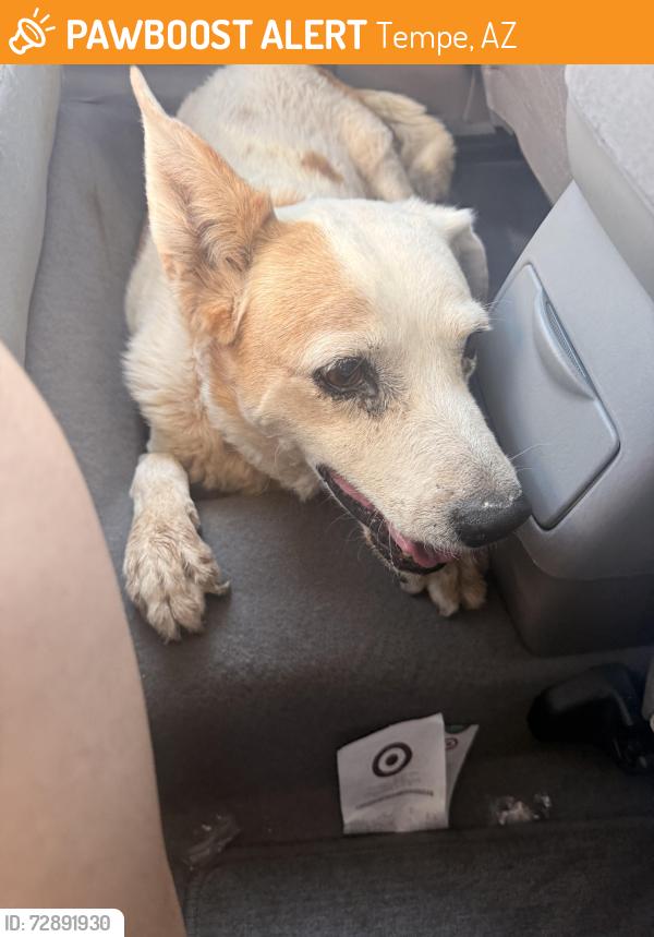 Found/Stray Female Dog last seen Northbound on Price Rd (approaching University), Tempe, AZ 85288