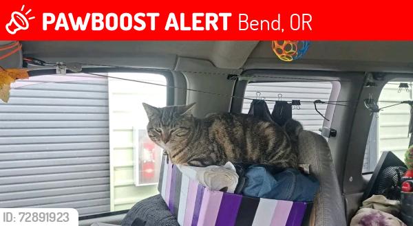 Lost Male Cat last seen Fat Tony's Pizzeria, Bend, OR 97703