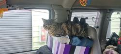Lost Male Cat last seen Fat Tony's Pizzeria, Bend, OR 97703
