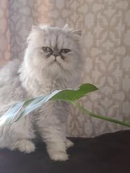 Lost Male Cat last seen Maple drive, Bowmansville, NY 14026