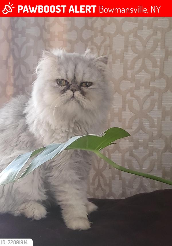 Lost Male Cat last seen Maple drive, Bowmansville, NY 14026