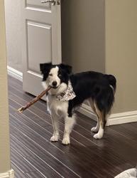 Lost Male Dog last seen 40th street and camelback road , Phoenix, AZ 85018