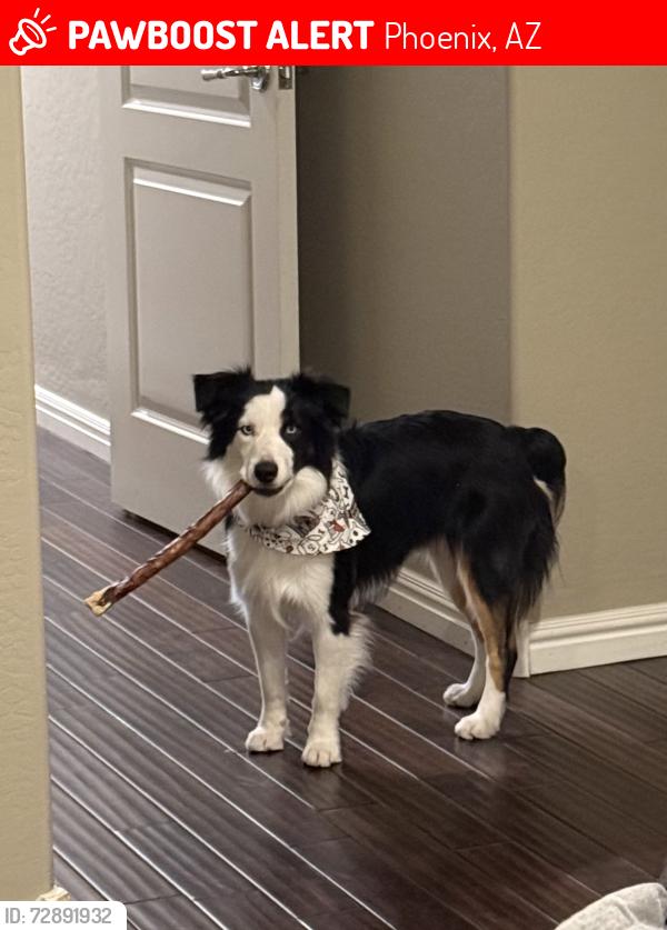 Lost Male Dog last seen 40th street and camelback road , Phoenix, AZ 85018