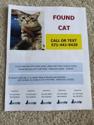 Found/Stray Male Cat last seen Demott Drive and Reilly Terrace, Ashburn, VA 20148
