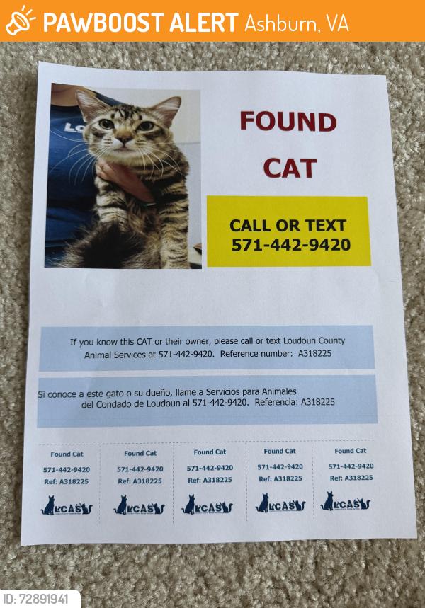 Found/Stray Male Cat last seen Demott Drive and Reilly Terrace, Ashburn, VA 20148