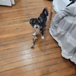 Lost Male Dog last seen main and 30th, Los Angeles, CA 90011