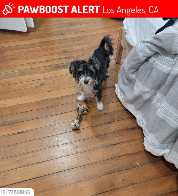 Lost Male Dog last seen main and 30th, Los Angeles, CA 90011