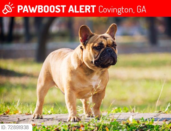 Lost Male Dog last seen Brown bridge snd Westview drive southwest, Covington, GA 30014