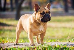 Lost Male Dog last seen Brown bridge snd Westview drive southwest, Covington, GA 30014