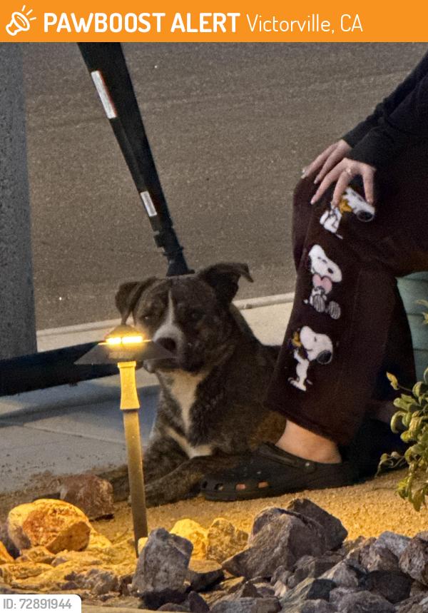 Found/Stray Male Dog last seen Mesa Linda Street Victorville, Victorville, CA 92392