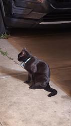 Found/Stray Unknown Cat last seen The corner of chumley lane at sunny pointe, Oklahoma City, OK 73135