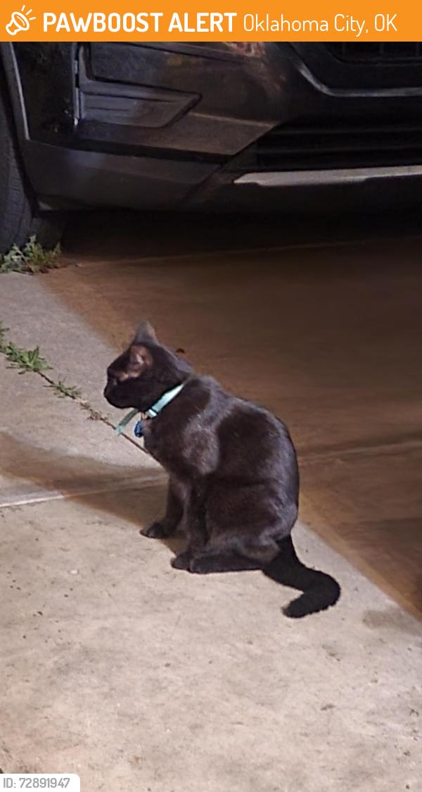 Found/Stray Unknown Cat last seen The corner of chumley lane at sunny pointe, Oklahoma City, OK 73135