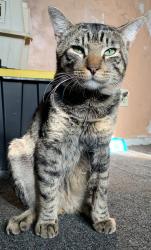 Lost Male Cat last seen near arlington community market, Los Angeles, CA 90018