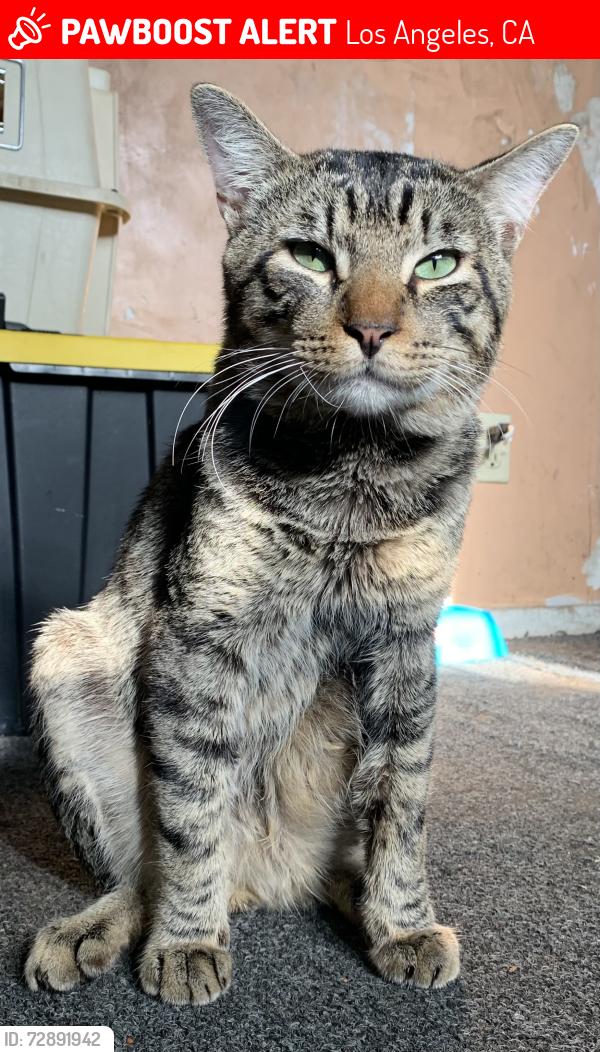 Lost Male Cat last seen near arlington community market, Los Angeles, CA 90018